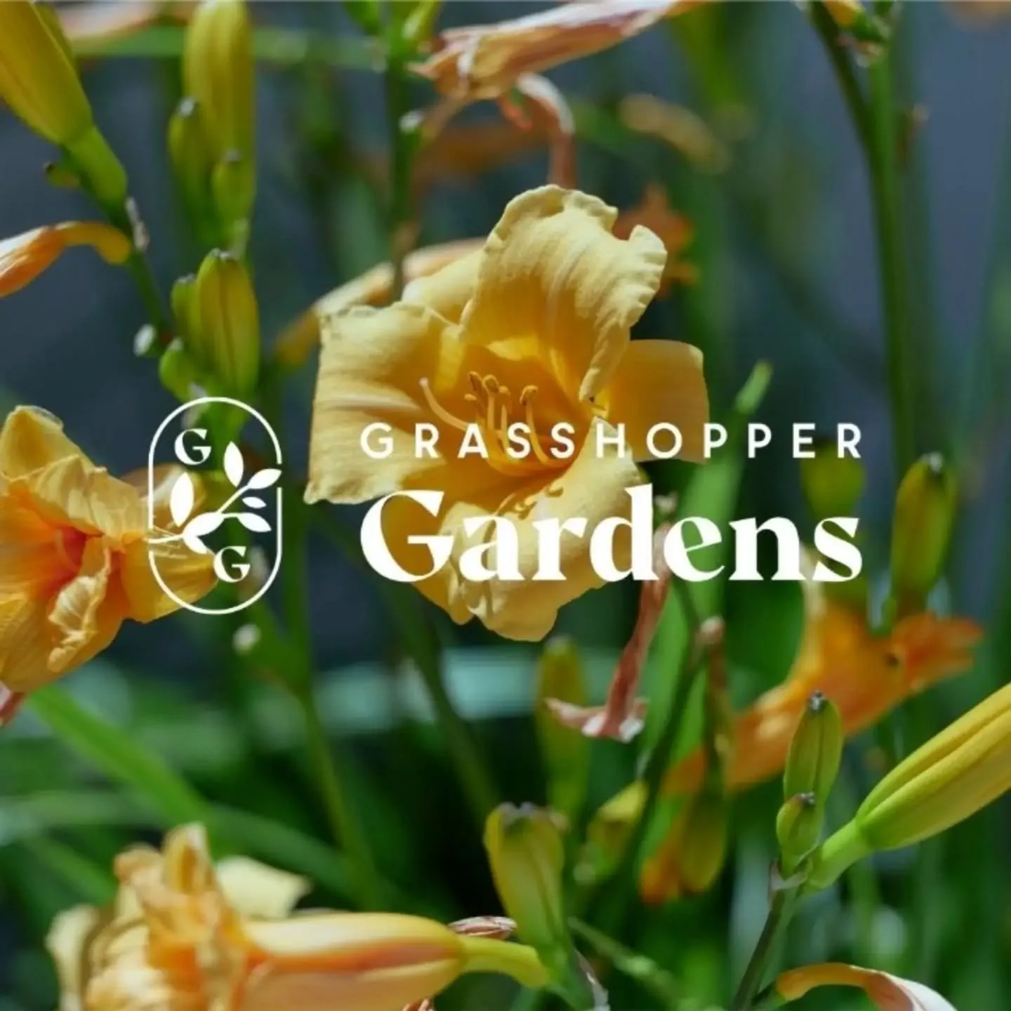 Www.grasshoppergardens.co.nz

Gardens that make a difference