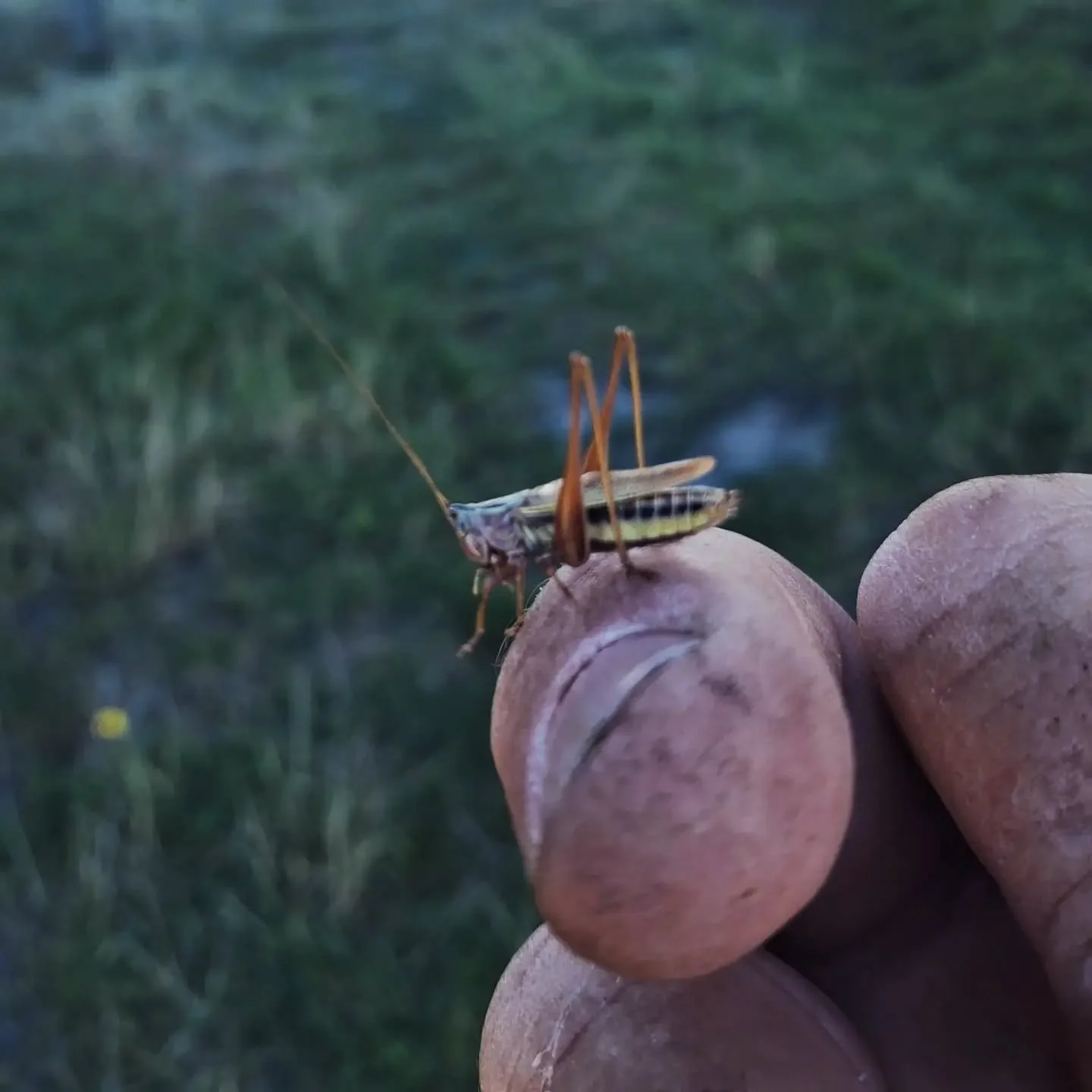 Confirmed signing of another Grasshopper in the Christchurch gardens today......unpaid and not AI generated!

www.grasshoppergardens.co.nz