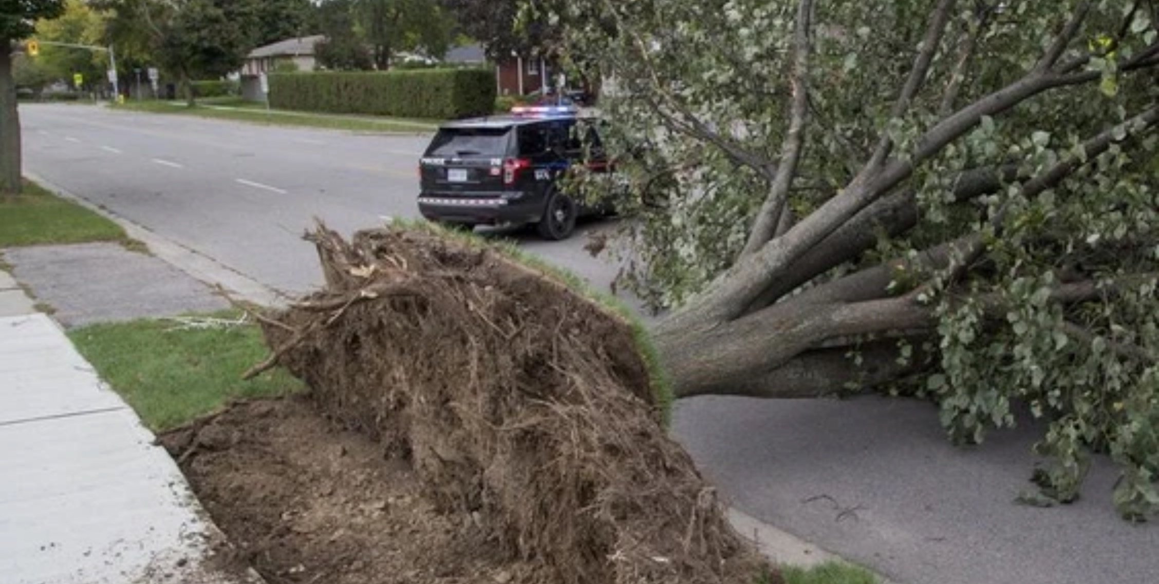 Encyclypedia of Tree Info — ReLeaf Petaluma