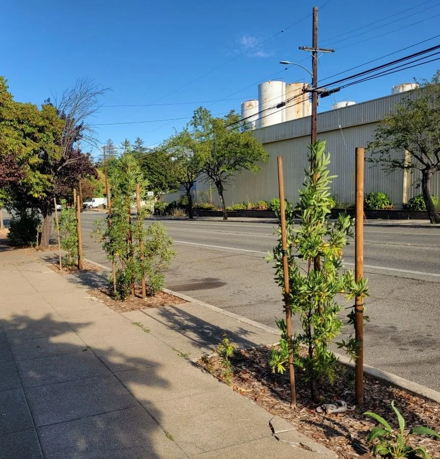 ReLeaf street trees.jpg