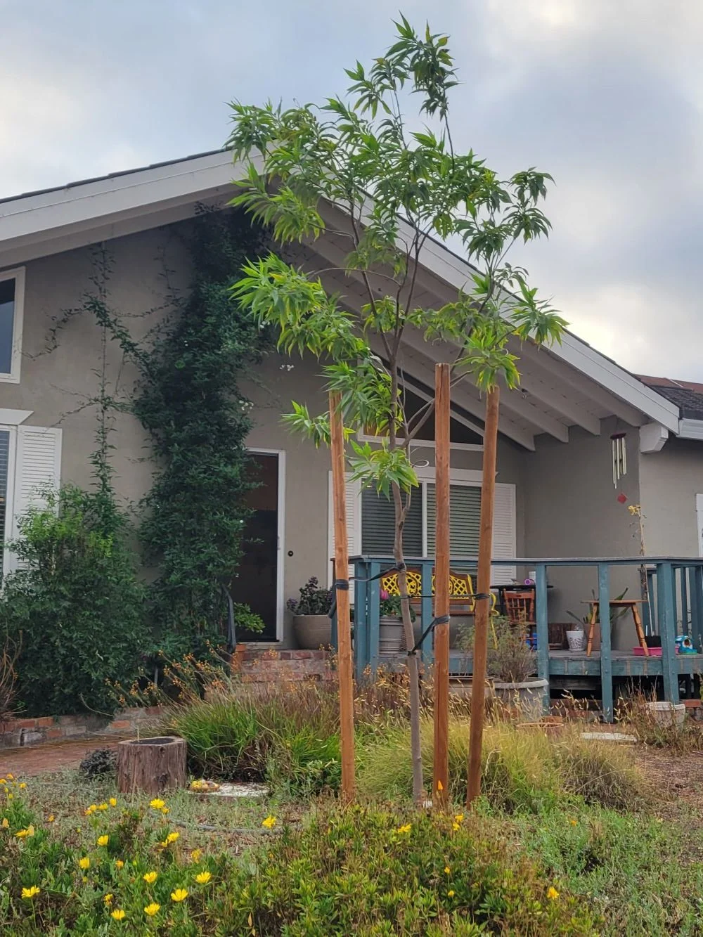 Residential tree 092625.jpg