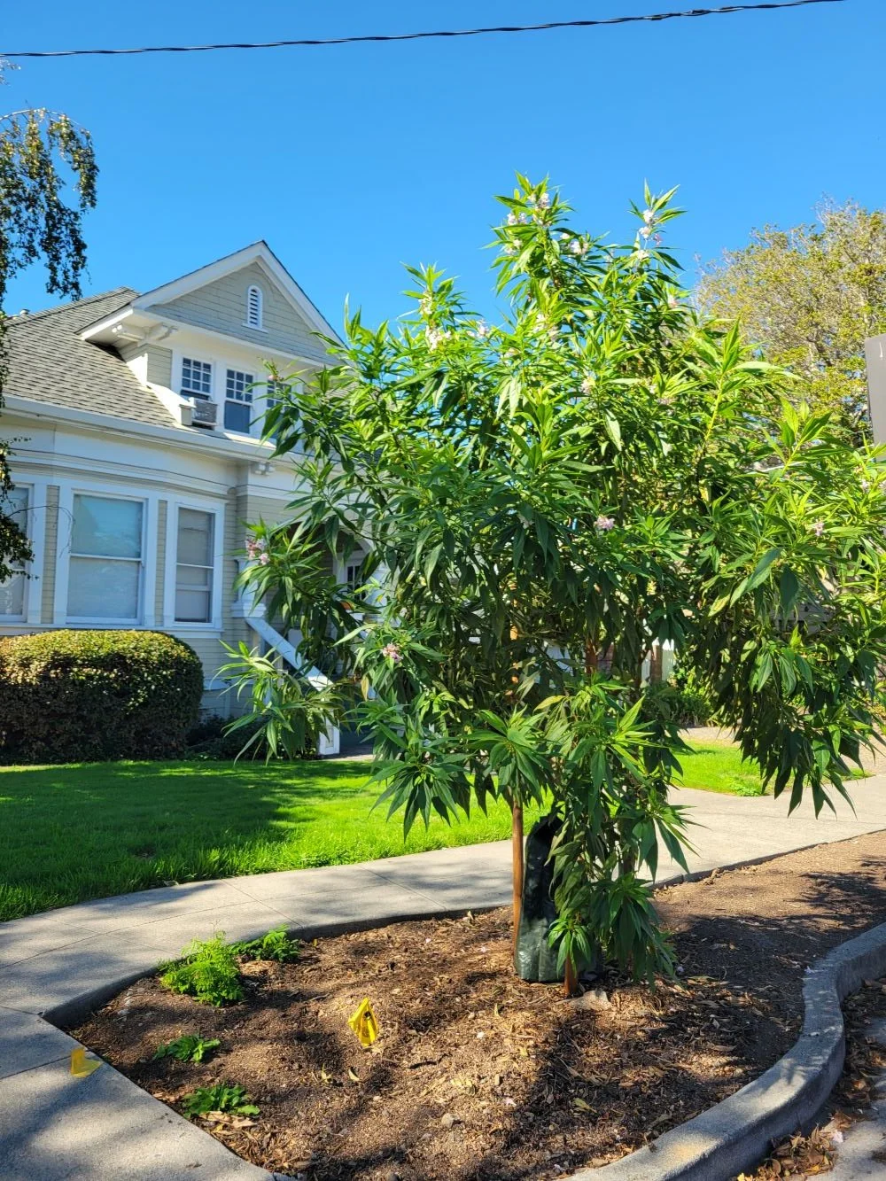 406 B Street street yard tree planted 2024.jpg