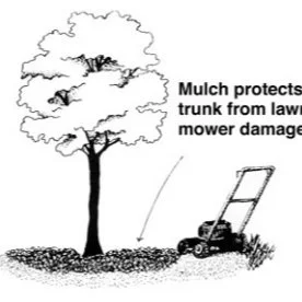 About Trees — ReLeaf Petaluma