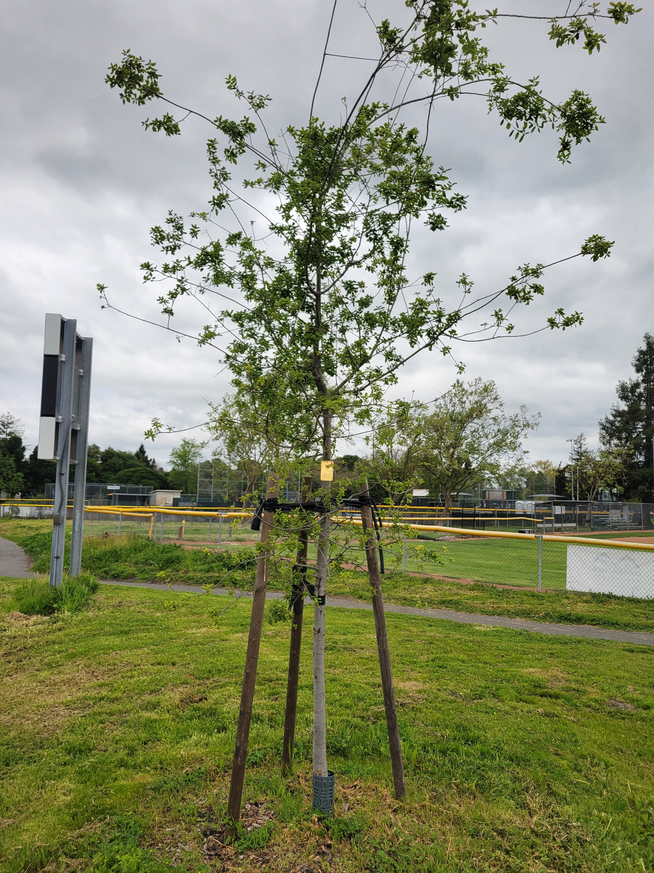 Commemorative Tree