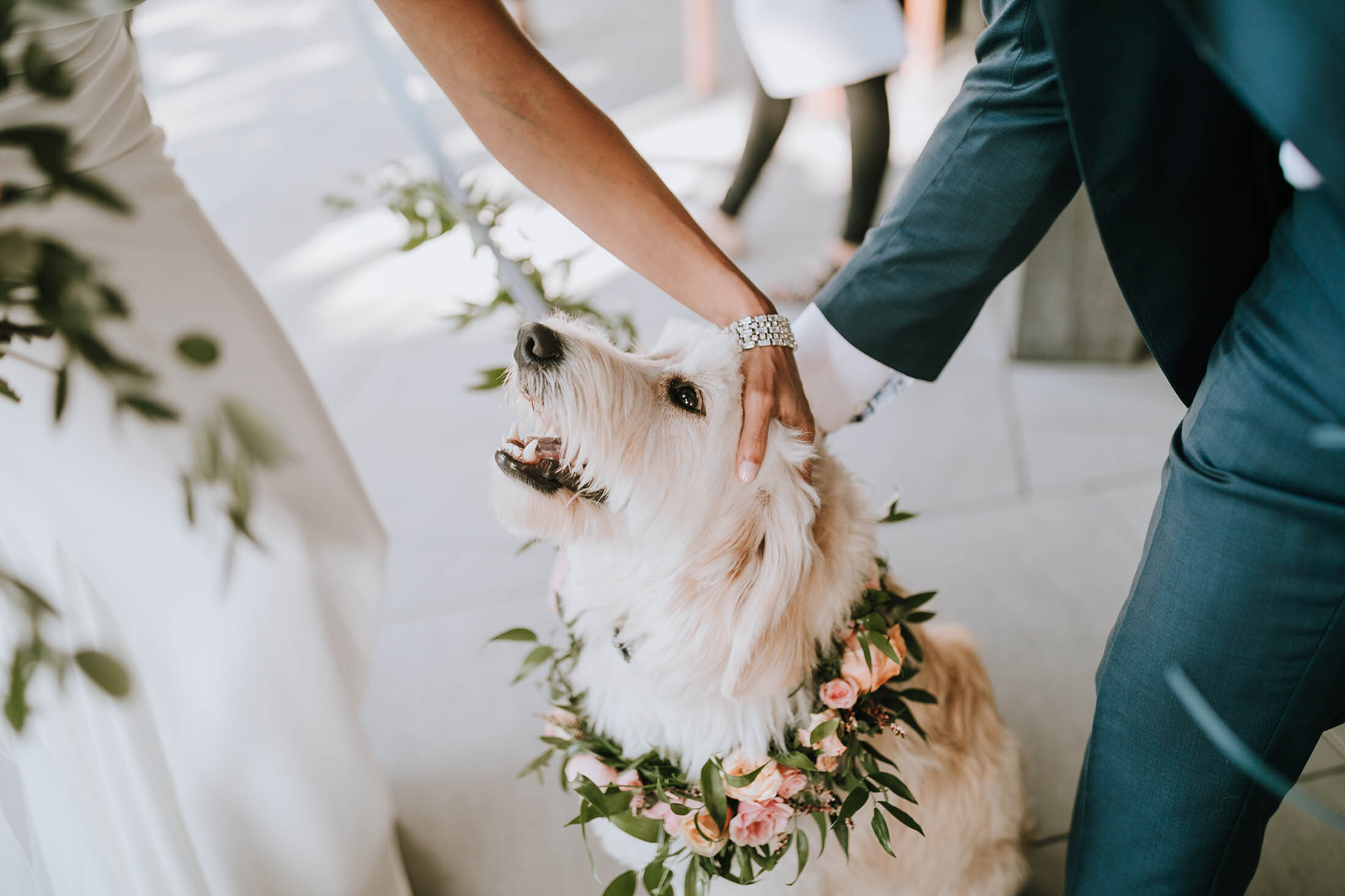 J&B wedding dog flower collar.jpg