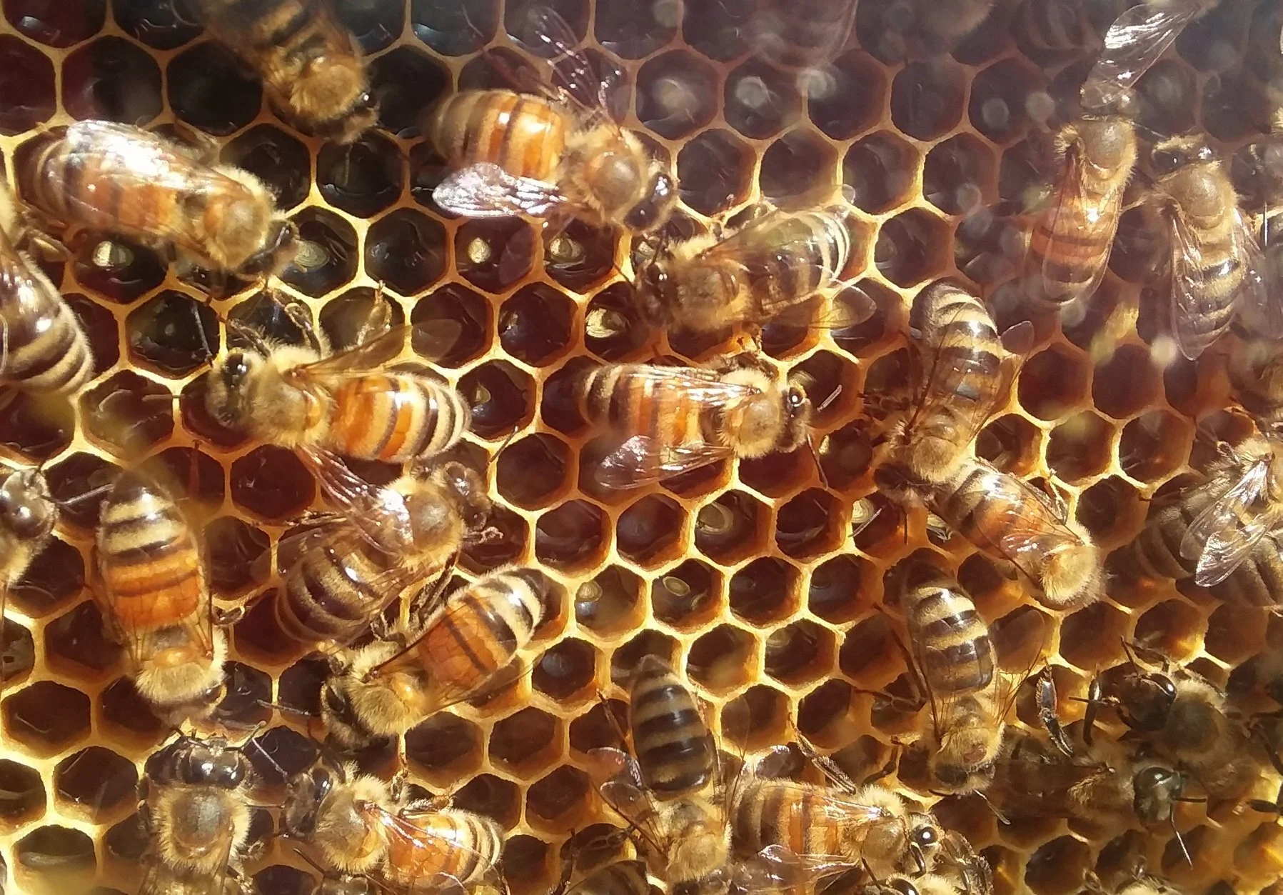 Introduction to our Bees — Rutherford Farm Produce & Honey LLC