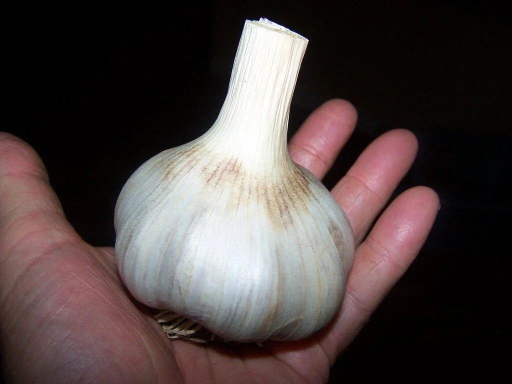 GiantGarlic.jpg