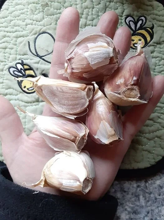 Garlic, Gourmet Giant and Red Varieties-Farm pickup/pre-order listing