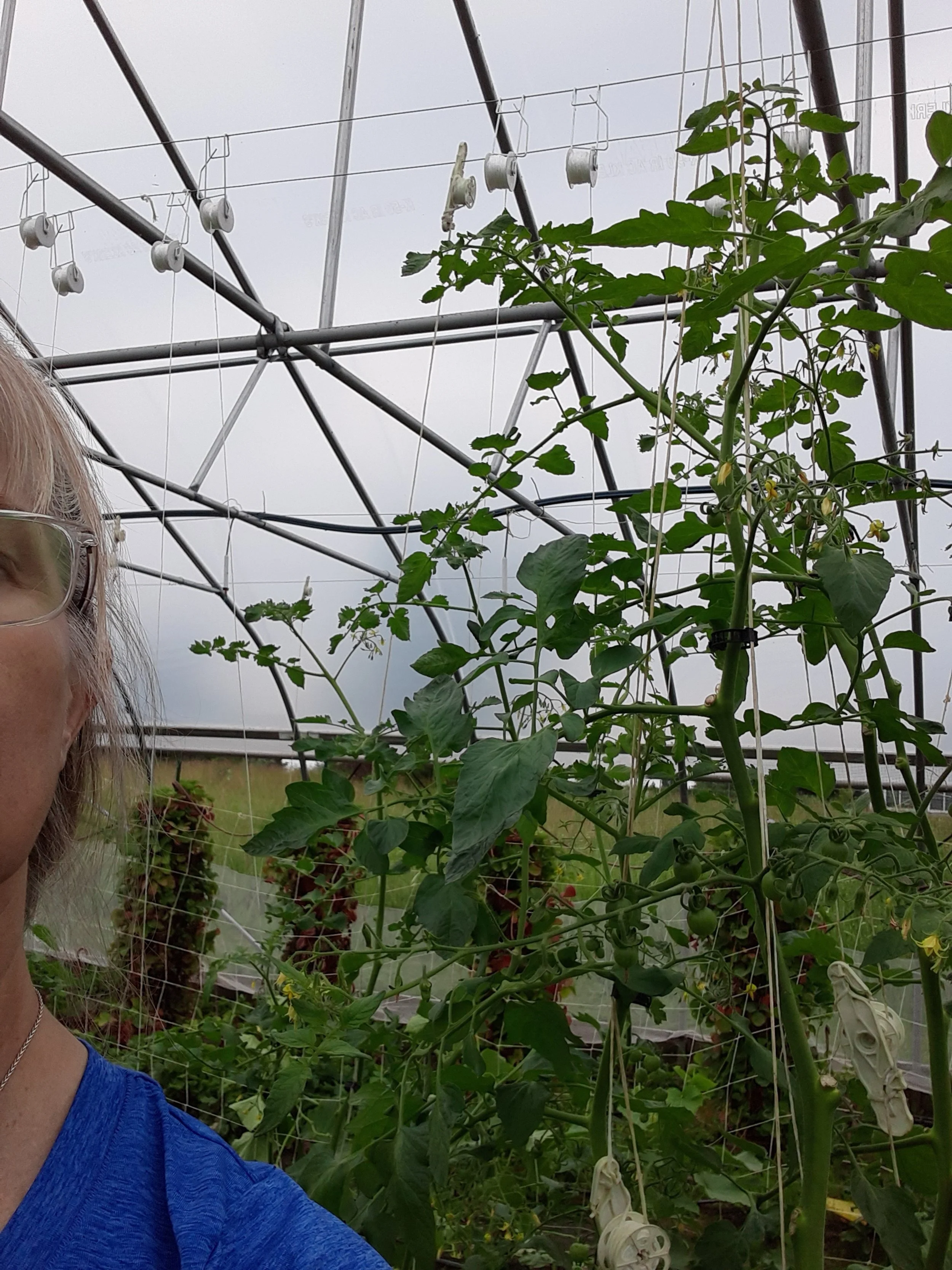 The tomato plants are already taller than I am and still growing