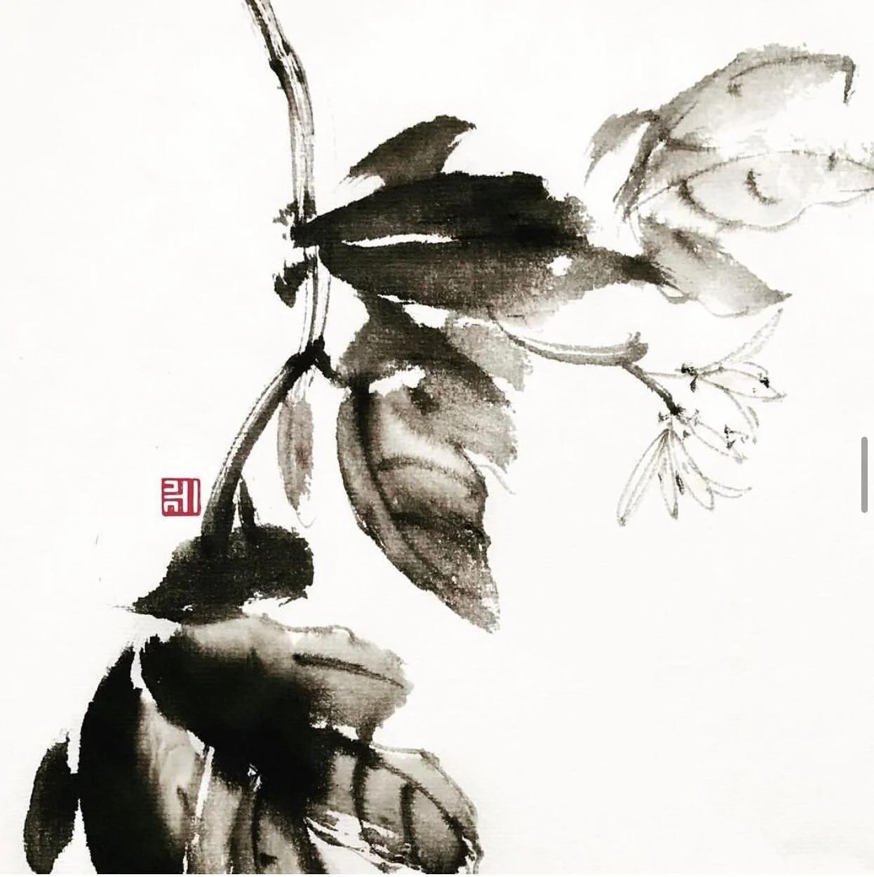 Sandpaper Vine II
ink on paper

#錫葉藤 #purple #藍花藤 #blue #blossoms #inkart #fineart #artwork #painting #drawing #ink #art #artistsoninstagram #flowers #artoftheday #chinesebrushpainting #sumie #水墨画 #國畫 #花 #花のある暮らし #墨絵 #flor #blomma #春 #墨色 #賞花 #flowero