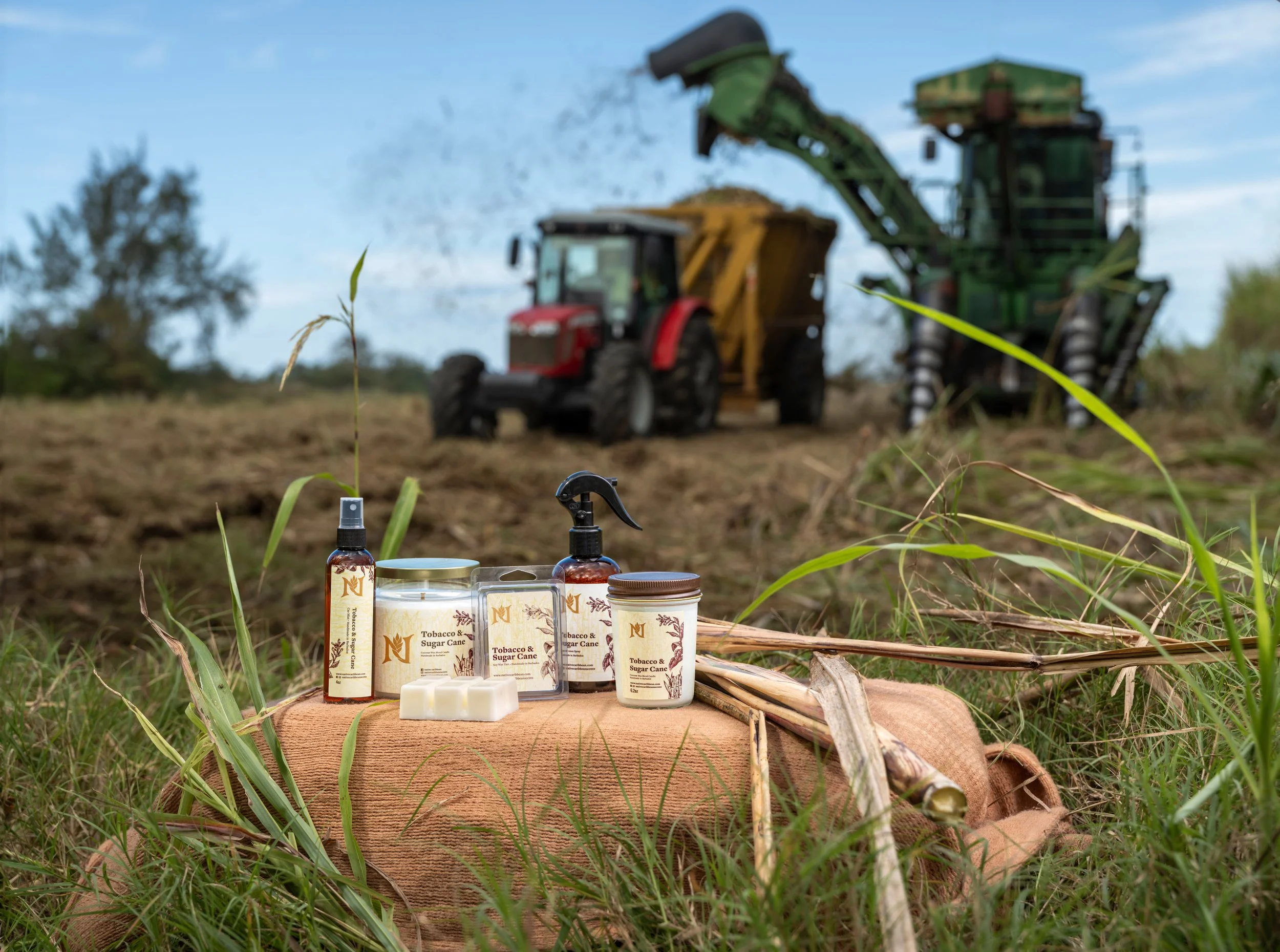 Product photograph of premium natural HomeGoods in a sugarcane field during the harvest