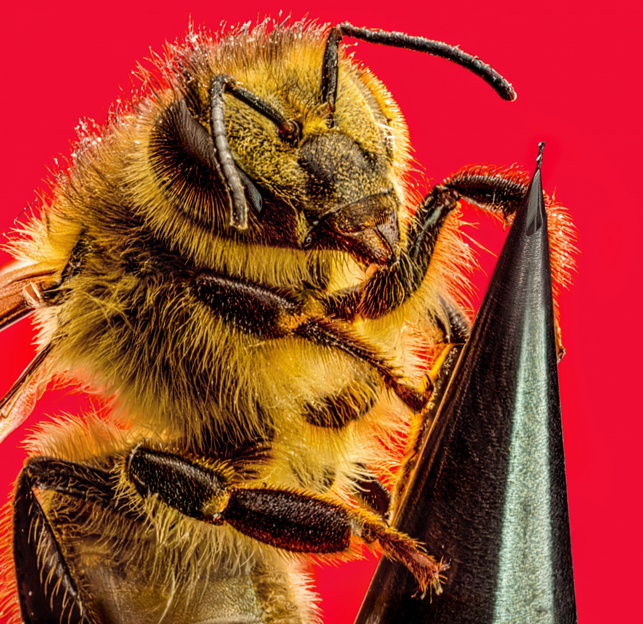  A macro product photo of a honeybee on the tip of a CNC cutting tool showing how small and precise the tool is.