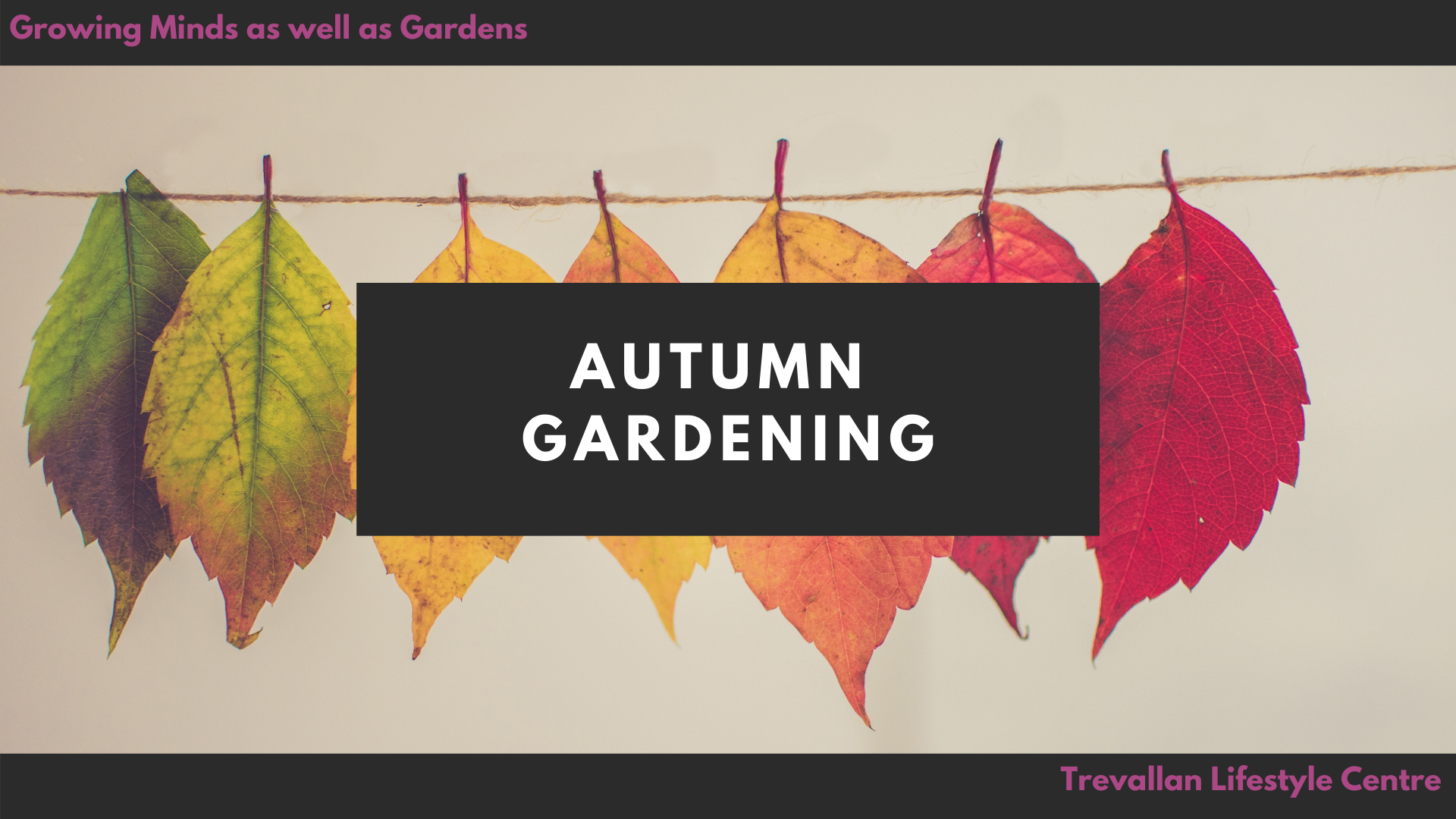 Autumn Gardening