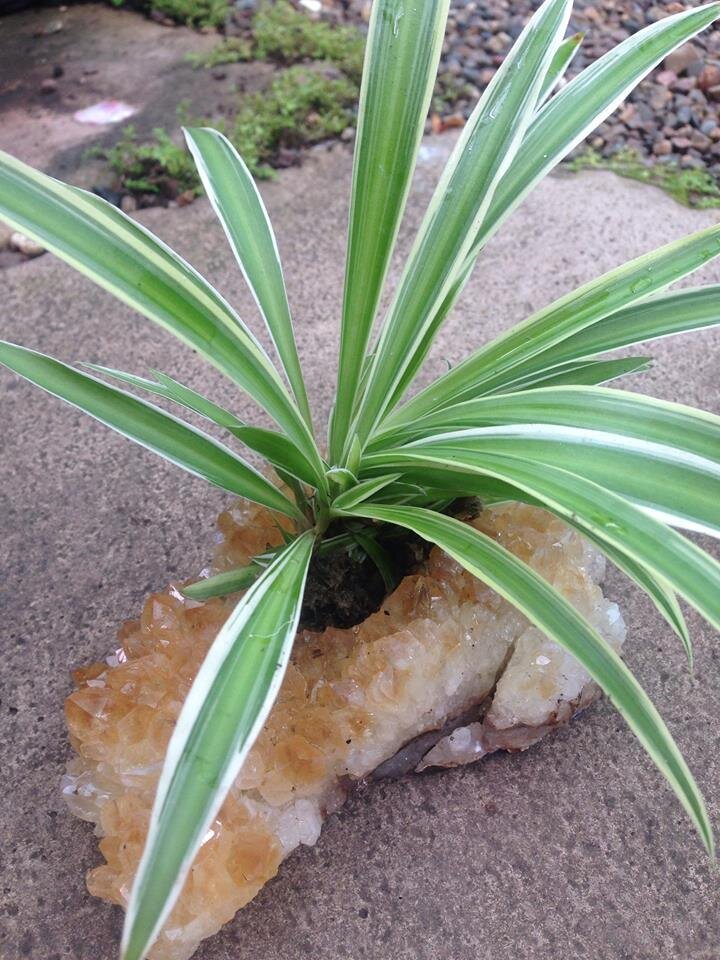 Crystal citrine planted.JPG