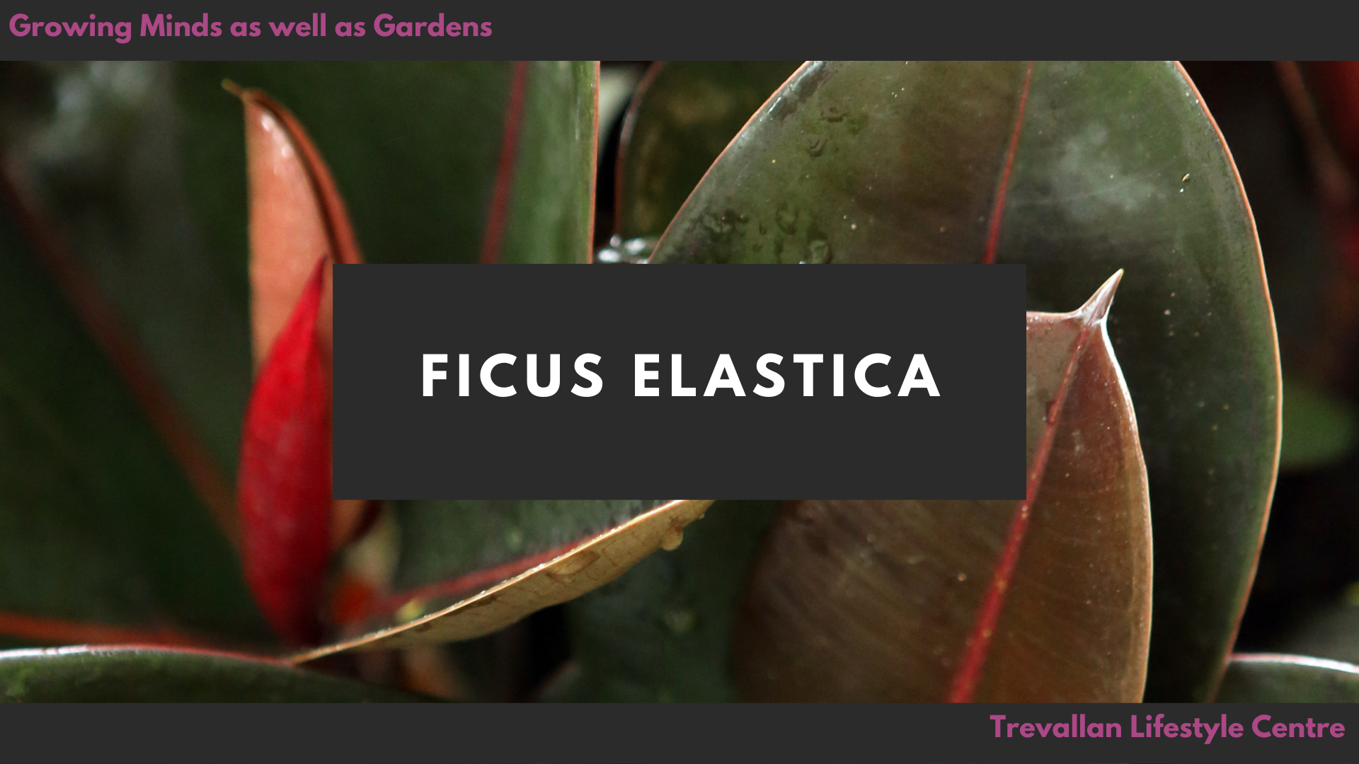 Ficus elastica