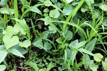 O_GreenManure_SpringSummer2.jpg