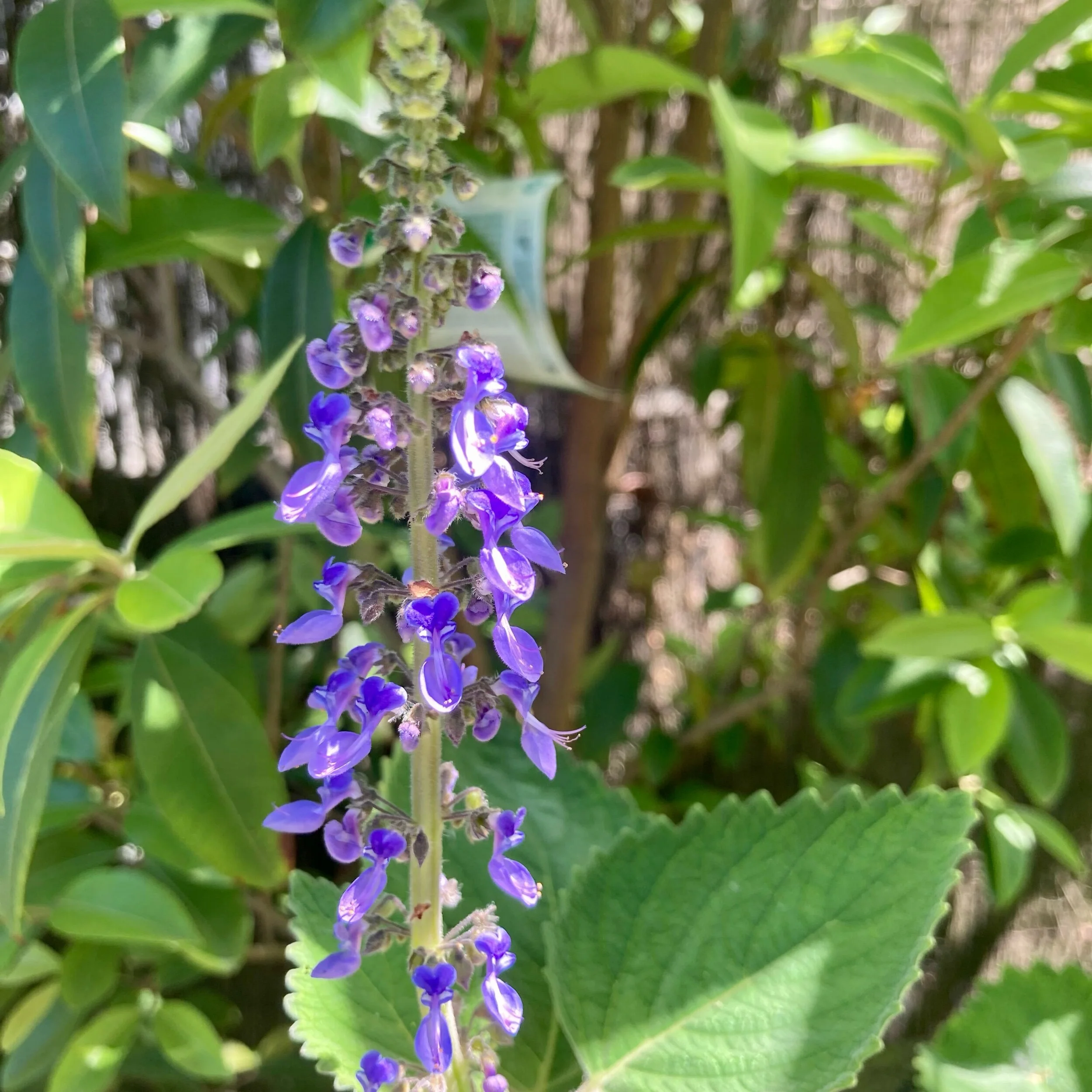 Native Basil — Trevallan Lifestyle Centre