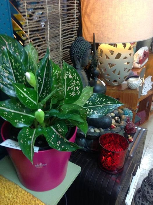 Aglaonema, what’s not to love
