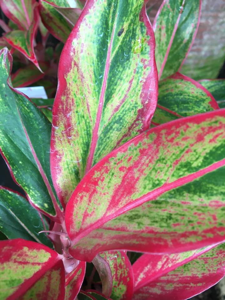 Aglaonema, what’s not to love?