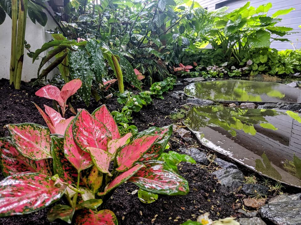 Aglaonema, what’s not to love