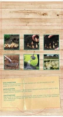 freesia-grandmas-favourite back.jpeg