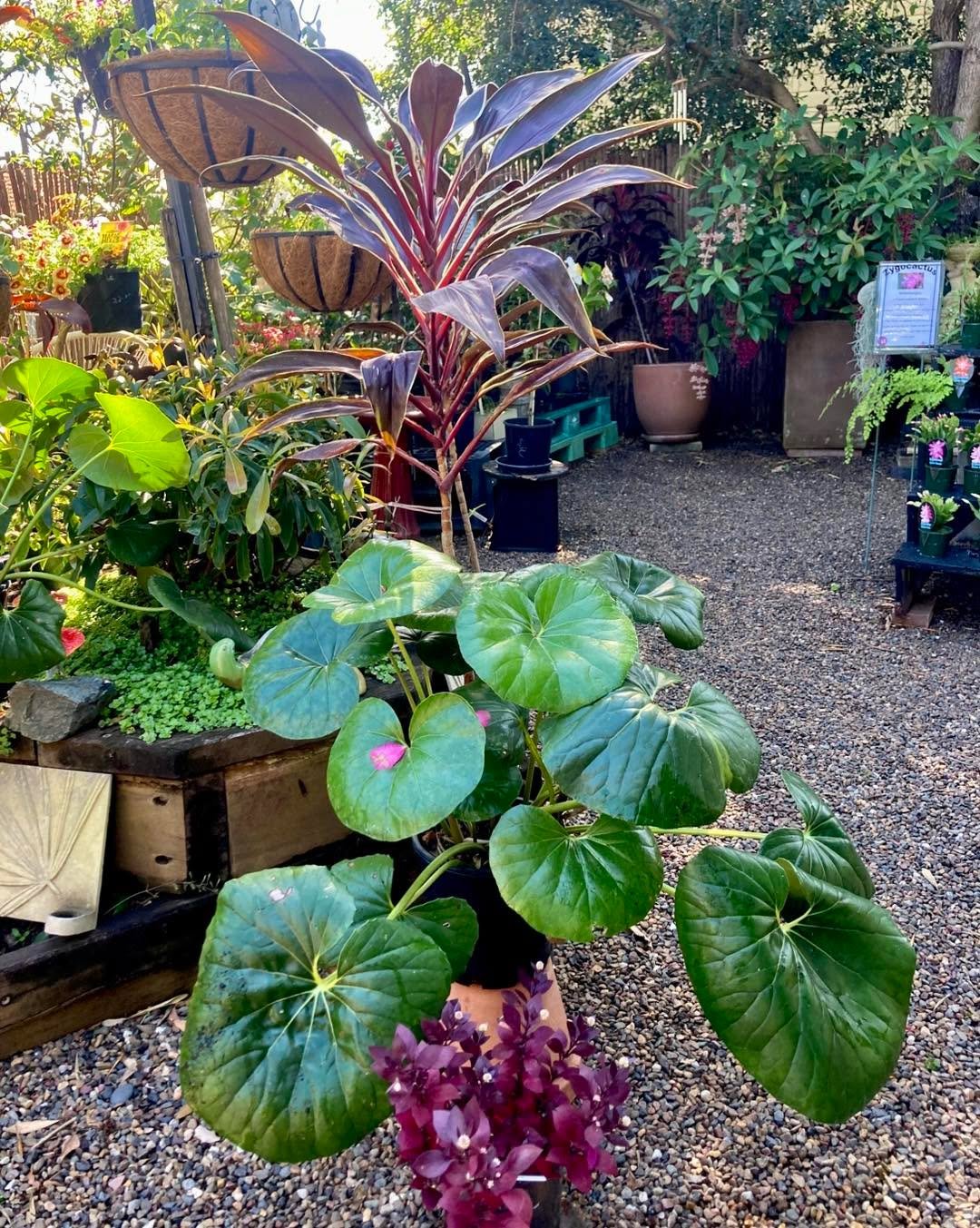 Sometimes Carol and I don&rsquo;t see eye to eye.
Well&hellip; ok, most of the time.

Take Cordylines. We both agree they&rsquo;re the backup dancers, not the stars of the show. Great garden fillers, especially when surrounded by lush greenery. 
A si