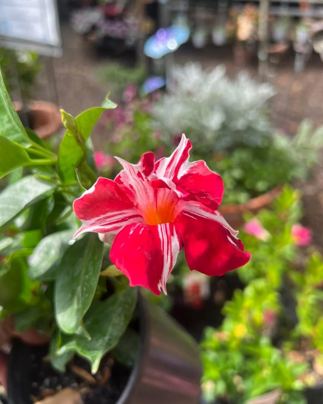 Absolutely loving this beauty. Stars &amp; Stripes&reg; Mandevilla hybrid

This guy is a compact grower and would be perfect in a pot or a hanging basket. They can go in the garden too. But sometimes having a plant that performs exceptionally well in