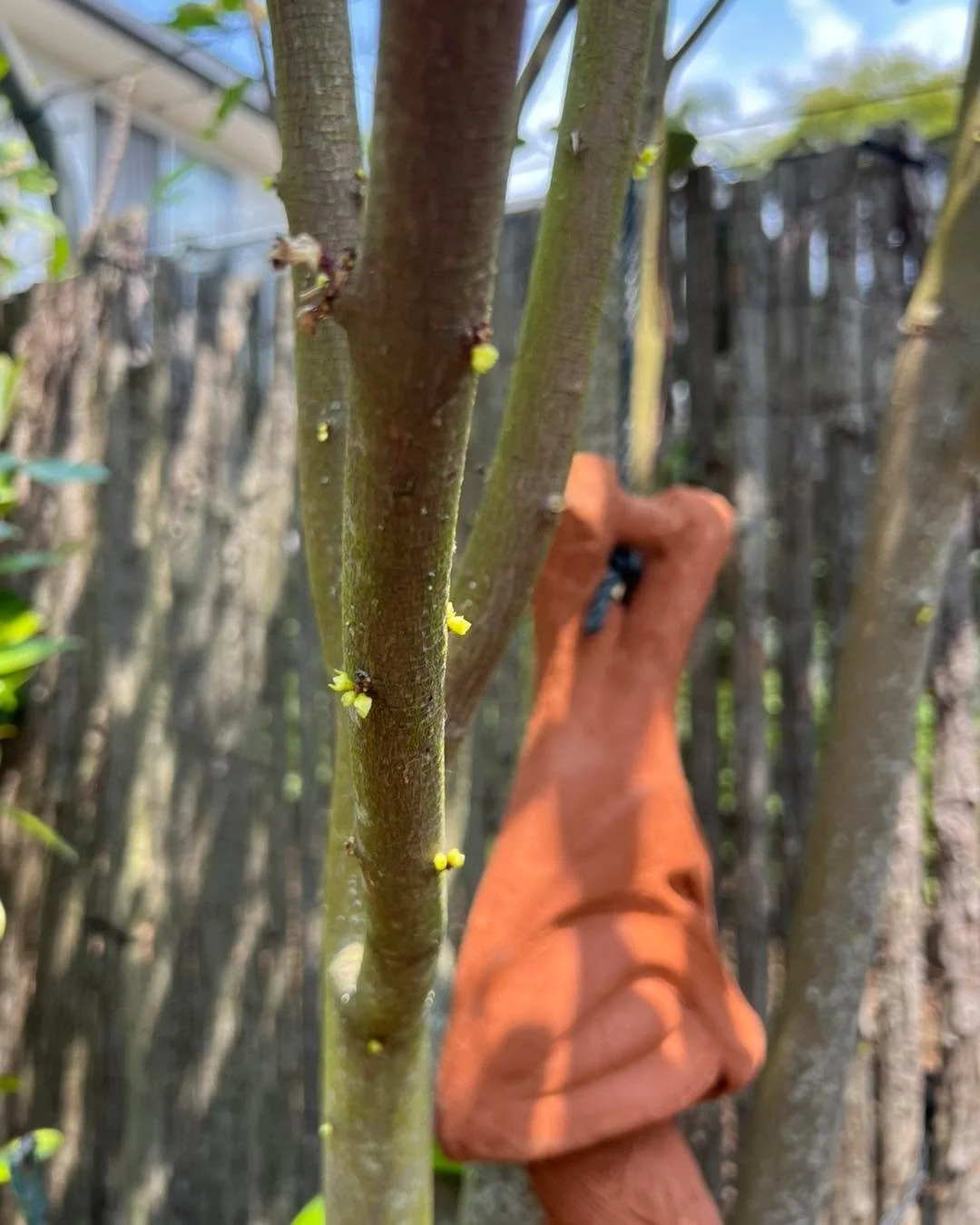 My Phaleria clerodendron, also known as Native Daphne is about to flower! 
I have two advanced ones of these beauties at Trevallan but have always struggled to find smaller specimens. Lucky for you all, I have teamed up with The Mountain Man for thi