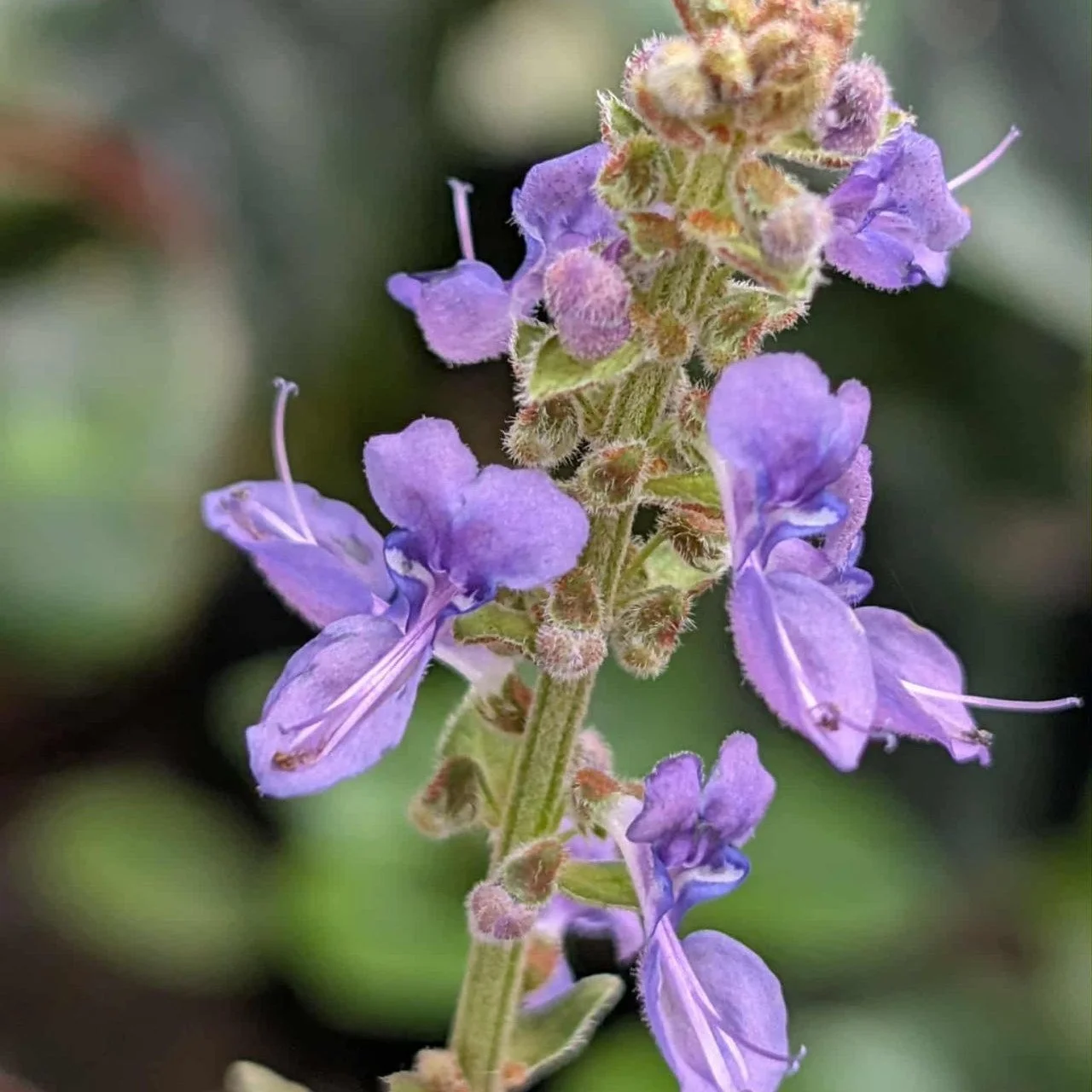 We have so many beautiful native plants that don't get showcased. That's where I love to step in and help... This season we have joined up with Robert Wilson, aka The Mountain Man to bring you a range of natives that are amazing in the garden but for