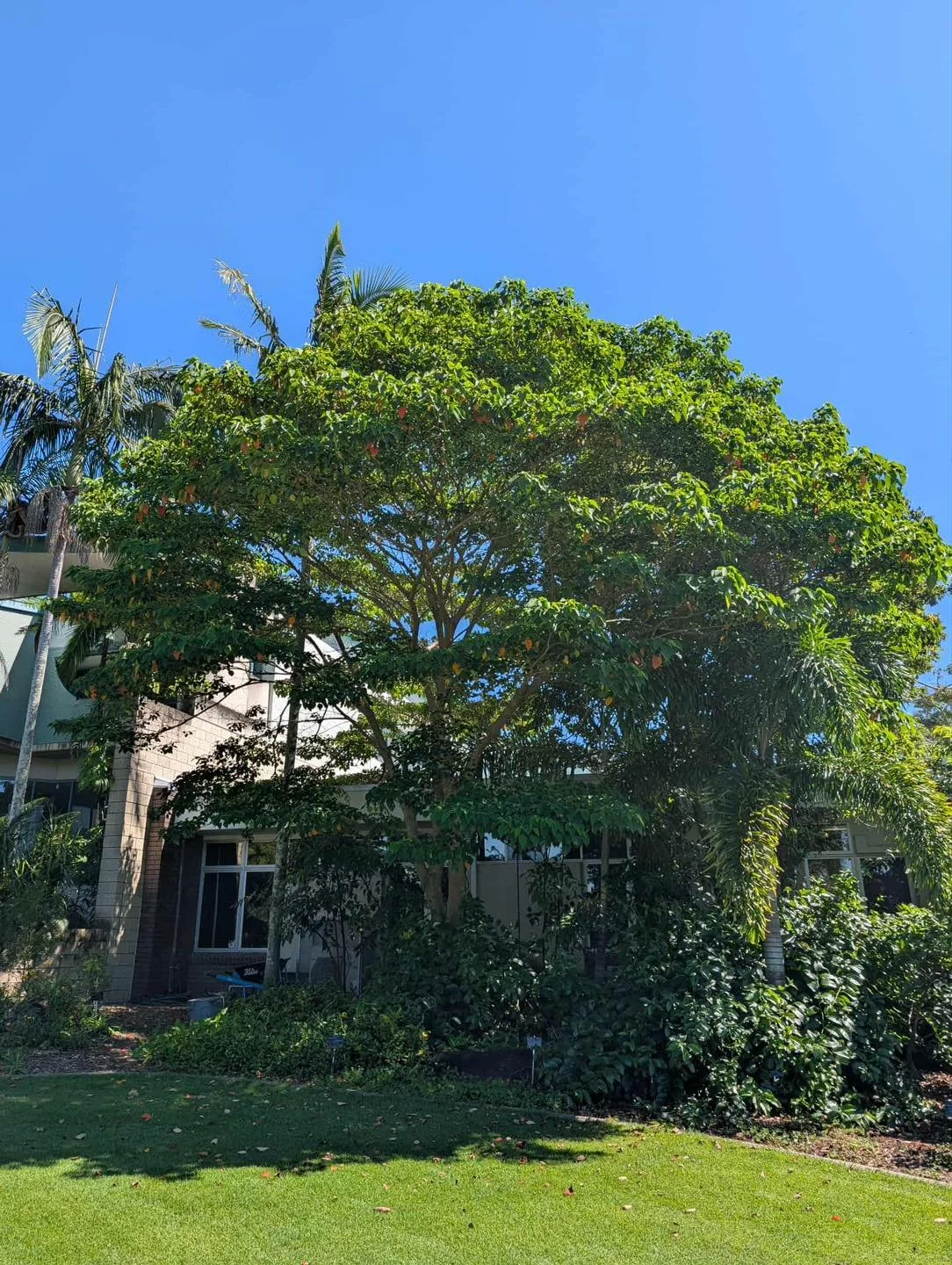 Lucky for you all, I’ve teamed up with The Mountain Man for this year’s Ipswich Plant & Lifestyle Fair.
Why? Because he’s a true seeker of underappreciated South East Queensland natives and lucky for us, he’s bringing a s