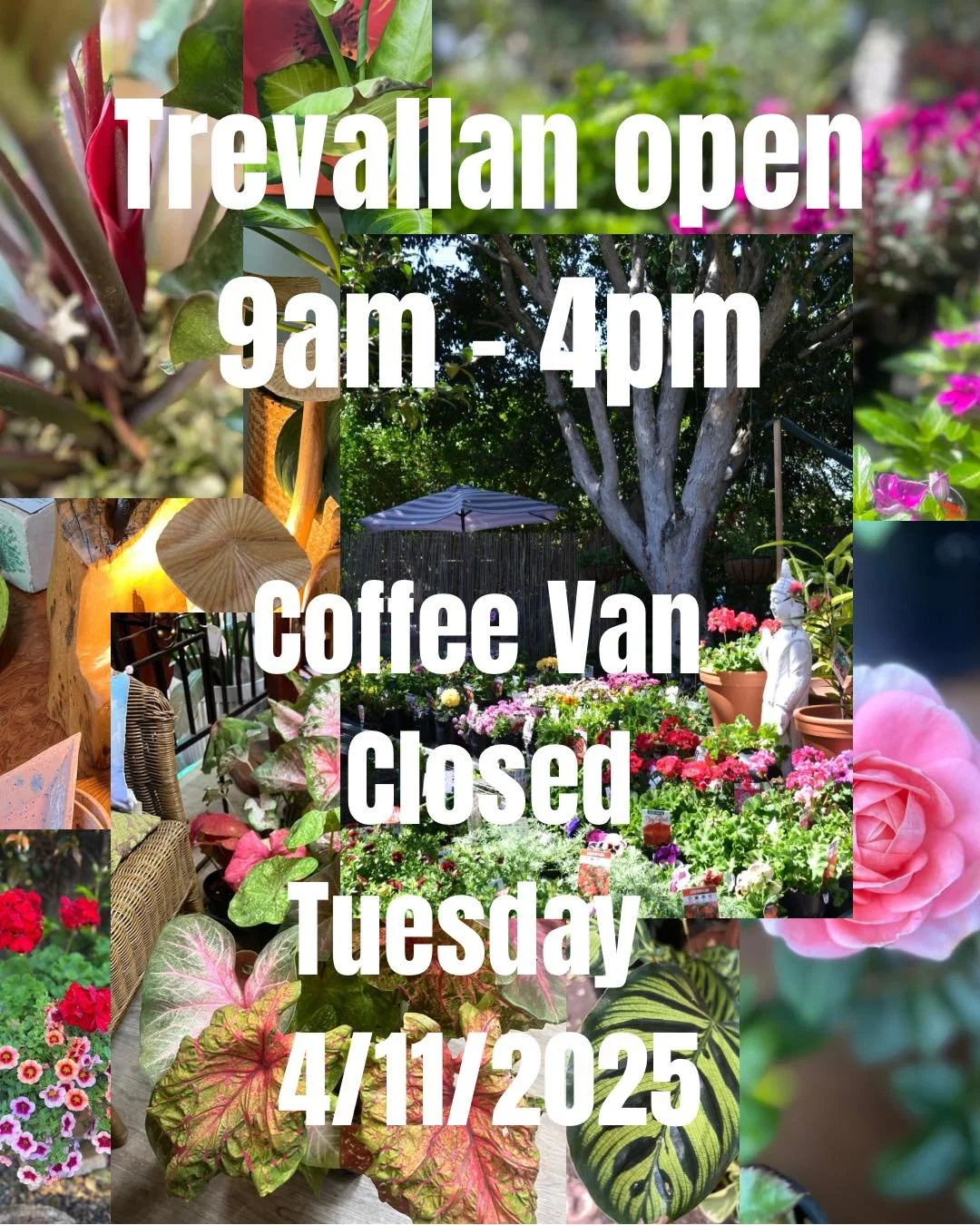 Some days I&rsquo;m Trevallan, some I&rsquo;m Ipswich Plant and Lifestyle Fair 

Today I&rsquo;m mum. 

Carol and Lorelle are manning the fort while little miss gets some teeth removed. Foot is still ongoing but teeth are today&rsquo;s problem. 

Tre