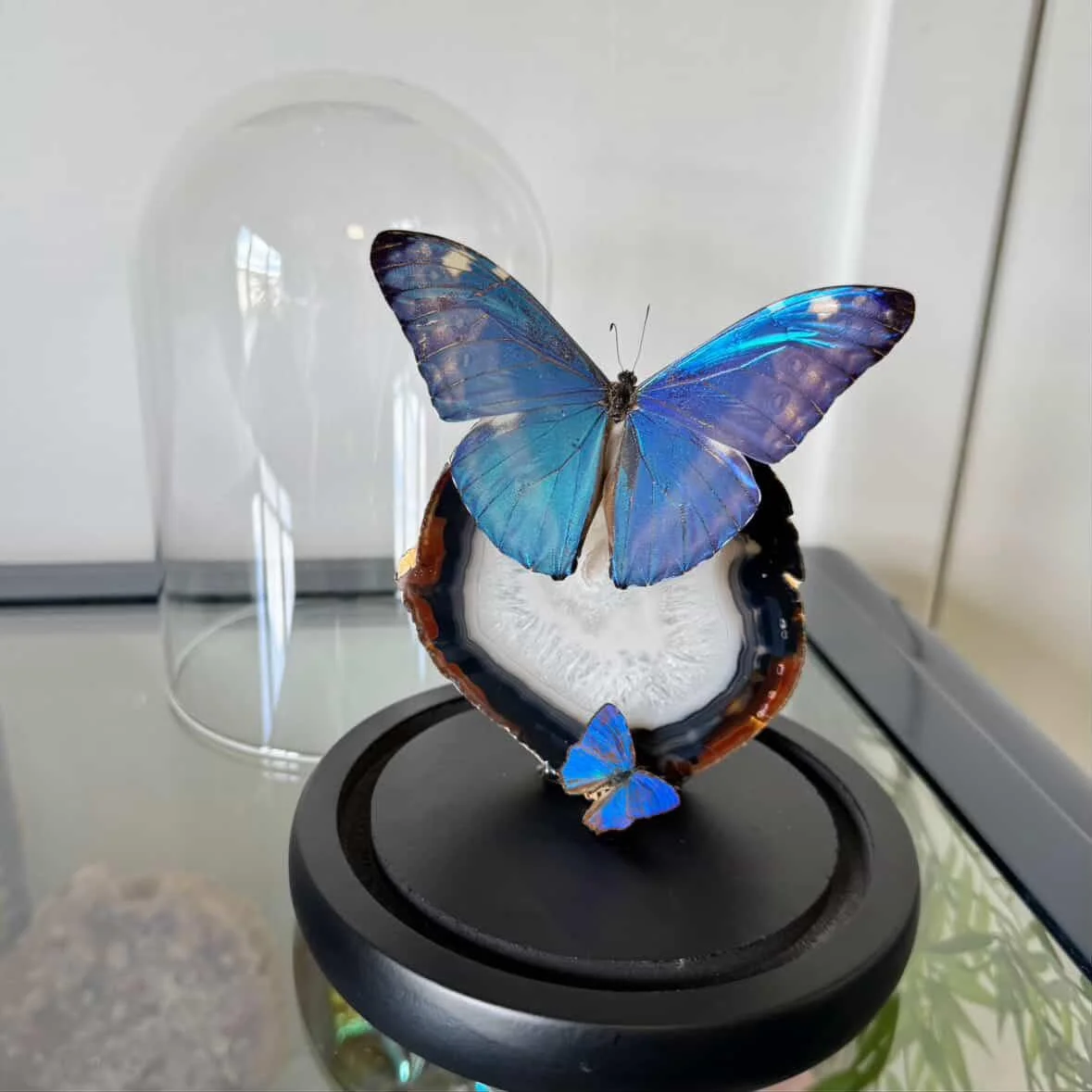 Now I know many of probably think I just do videos and play on my phone all day &hellip; well my mother sure does! Sometimes though I start a million jobs and never get to finish them. That wasn&rsquo;t the case yesterday 

@beetlebugcuriousart bough