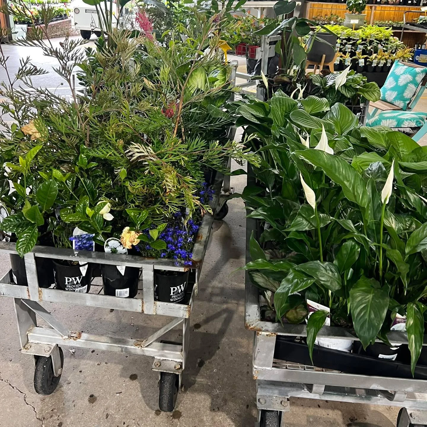 I grew up playing Tetris now I was never any good at it but that life skill has served me well over the years. 

Today I went plant shopping and I had to fit three full trolleys of plants into Carol&rsquo;s little Kia. 

Did it and had room to spare!