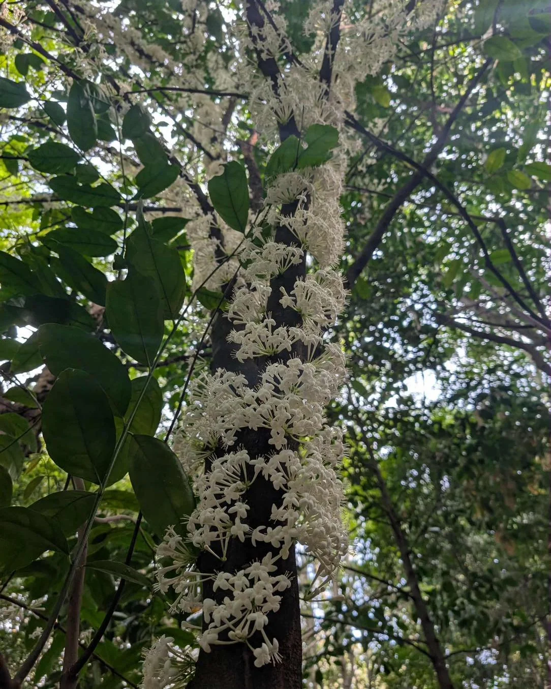 True Love! 
You know it&rsquo;s true love when instead of sending your partner memes you send plant pictures&hellip; 

This morning my partner sent me these pictures. One of my favourite native trees is in full bloom at the Mount Coot-tha Botanic Gar