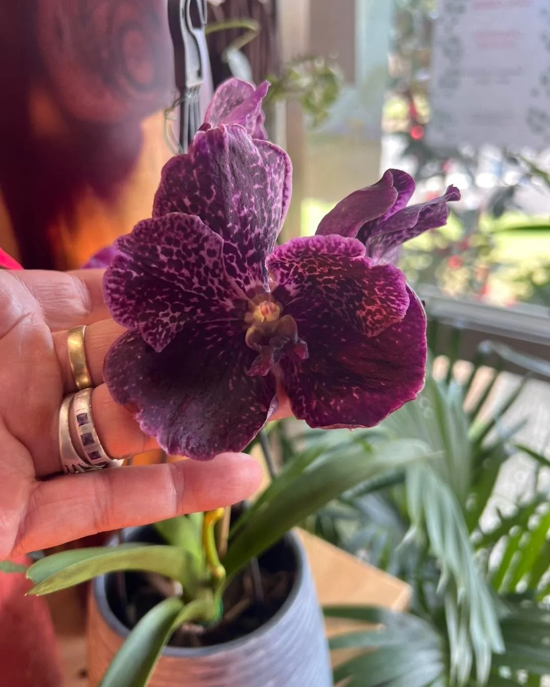 Brian Orchid Drops make me happy especially when there is a few caladiums thrown into the mix!