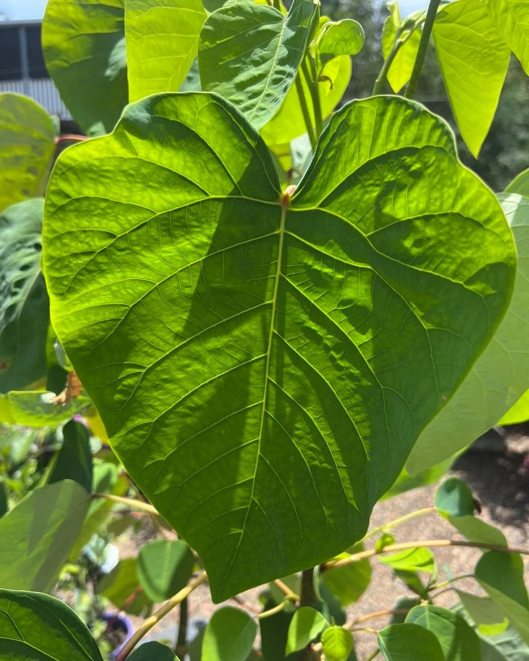 Australian Native Plant Month
Plant Spotlight: Homalanthus populifolius

My mother and I rarely agree on plants and this is one we don&rsquo;t agree on.

Personally, I think it&rsquo;s because she was a bit of a killjoy in my teenage years, and when 