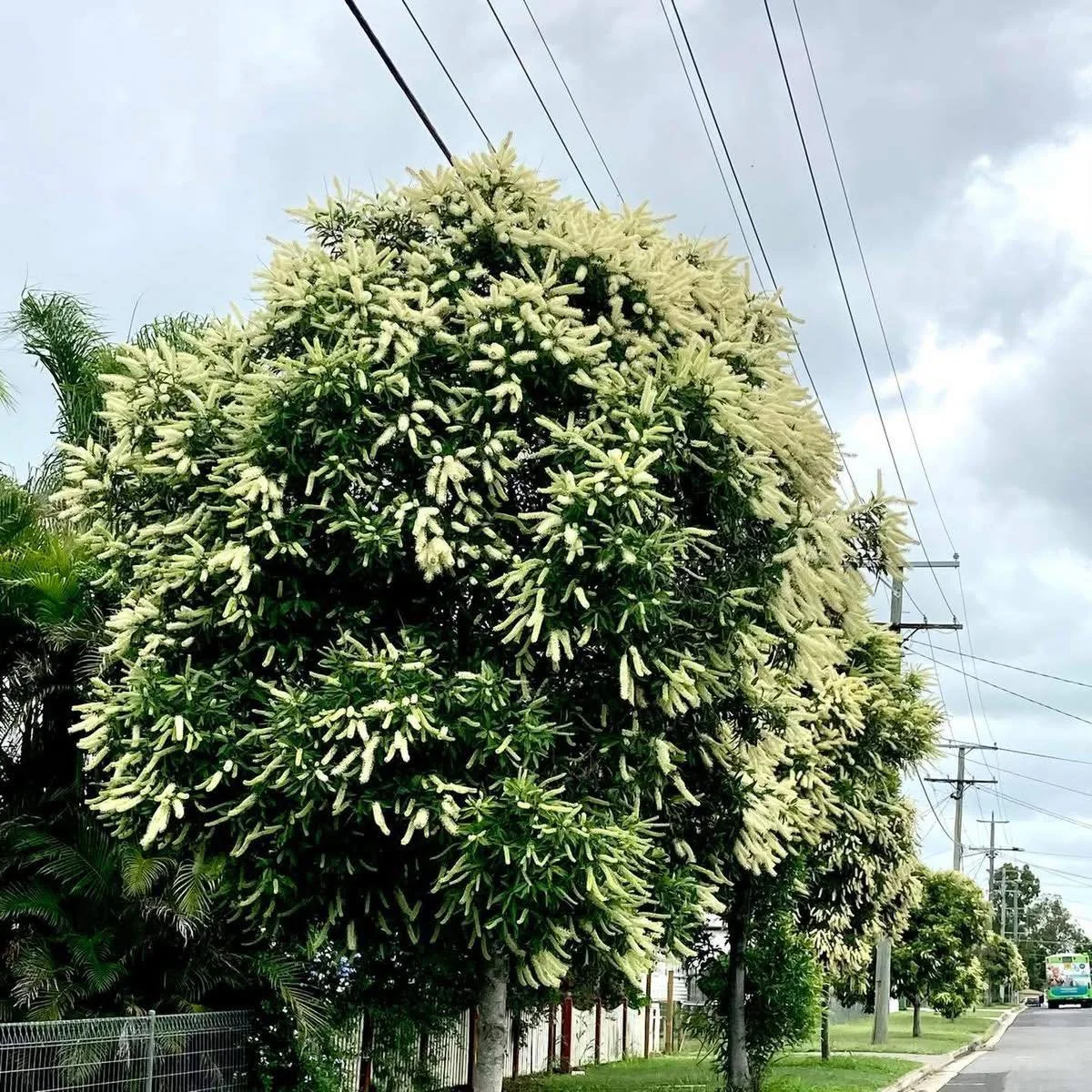 Australian Native Plant Month
Plant Spotlight: Buckinghamia celsissima

As we draw a close to the celestial year (17th February) and say goodbye to the year of the wood snake and hello to the year of the fire horse, I&rsquo;ve appreciated nothing mor