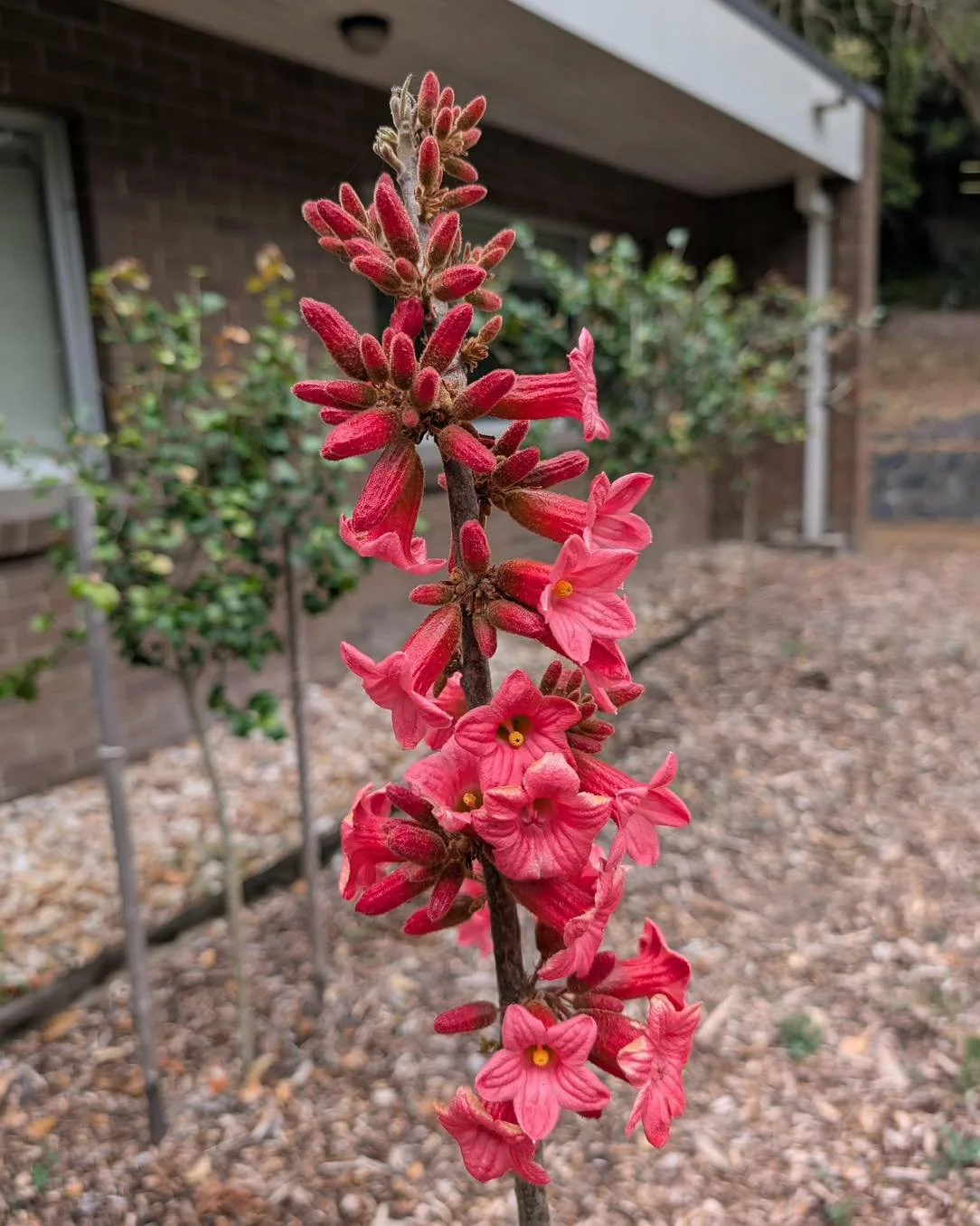 Australian Native Plant Month
Plant Spotlight: Brachychiton bidwillii

Brachychiton bidwillii is native to south-east Queensland and northern New South Wales and while its relatives often steal the spotlight, bidwillii quietly goes about its business