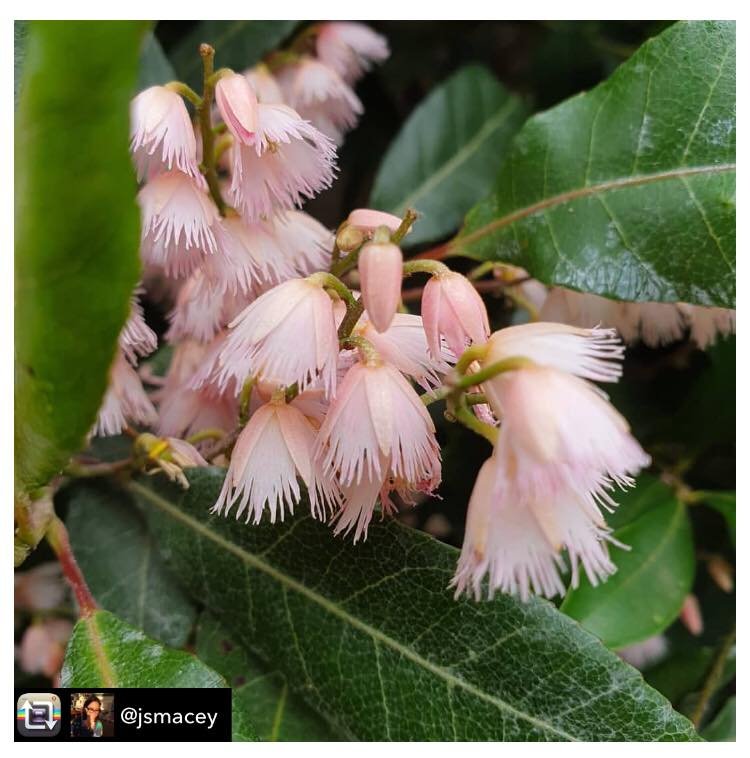 Australian native Plant Month
Plant Spotlight : Elaeocarpus reticulatus 'Prima Donna' 

This is one of my favourite natives. It has masses of delicately scented small pink flowers in spring. I think the flowers look like fairy petticoats or ballerina