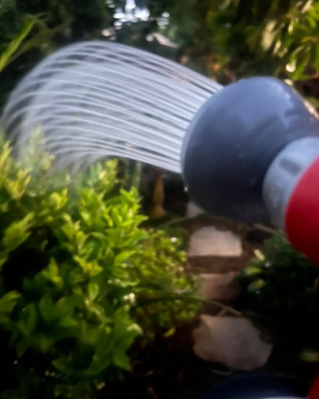 Here I am, breaking all the cardinal rules of gardening.

Watering after a certain hour.
Liquid fertilising at the same time.
Every plant, lawn, orchid, native, all getting the same treatment.

I do have an excuse.
This afternoon is what I have.
This