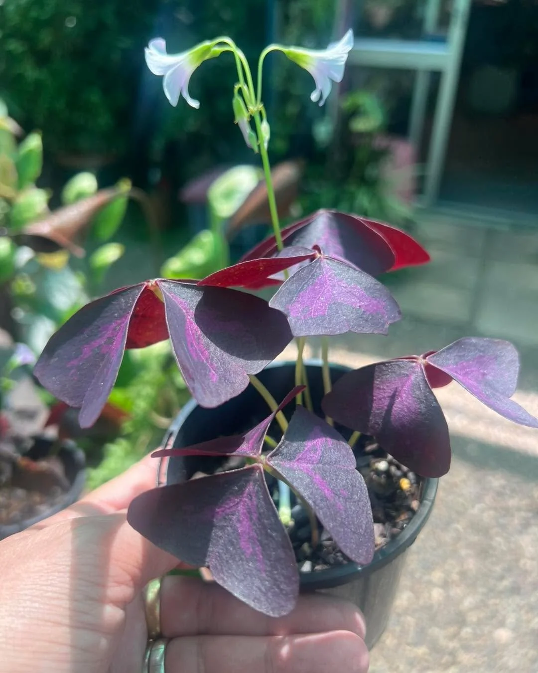 Edibles - Oxalis triangularis (Purple Shamrock)

I love Oxalis triangularis.
And yes&hellip; I know we all hate that oxalis that sneaks into our lawns but this one? This one is very, very pretty and useful.

It works beautifully as an indoor plant, i