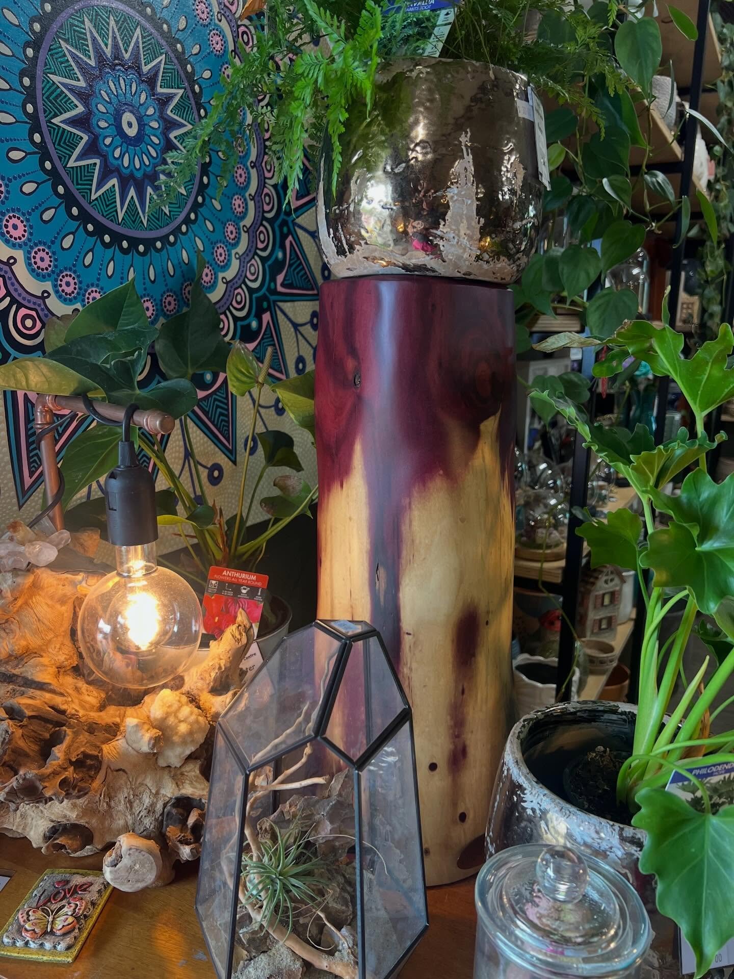 For Australian Native Plant Month, I wanted to share a native that most people will never grow in their garden, but one that I find fascinating.

Acacia cambagei, commonly known as gidgee or stinking wattle, is a tree of Australia&rsquo;s inland regi