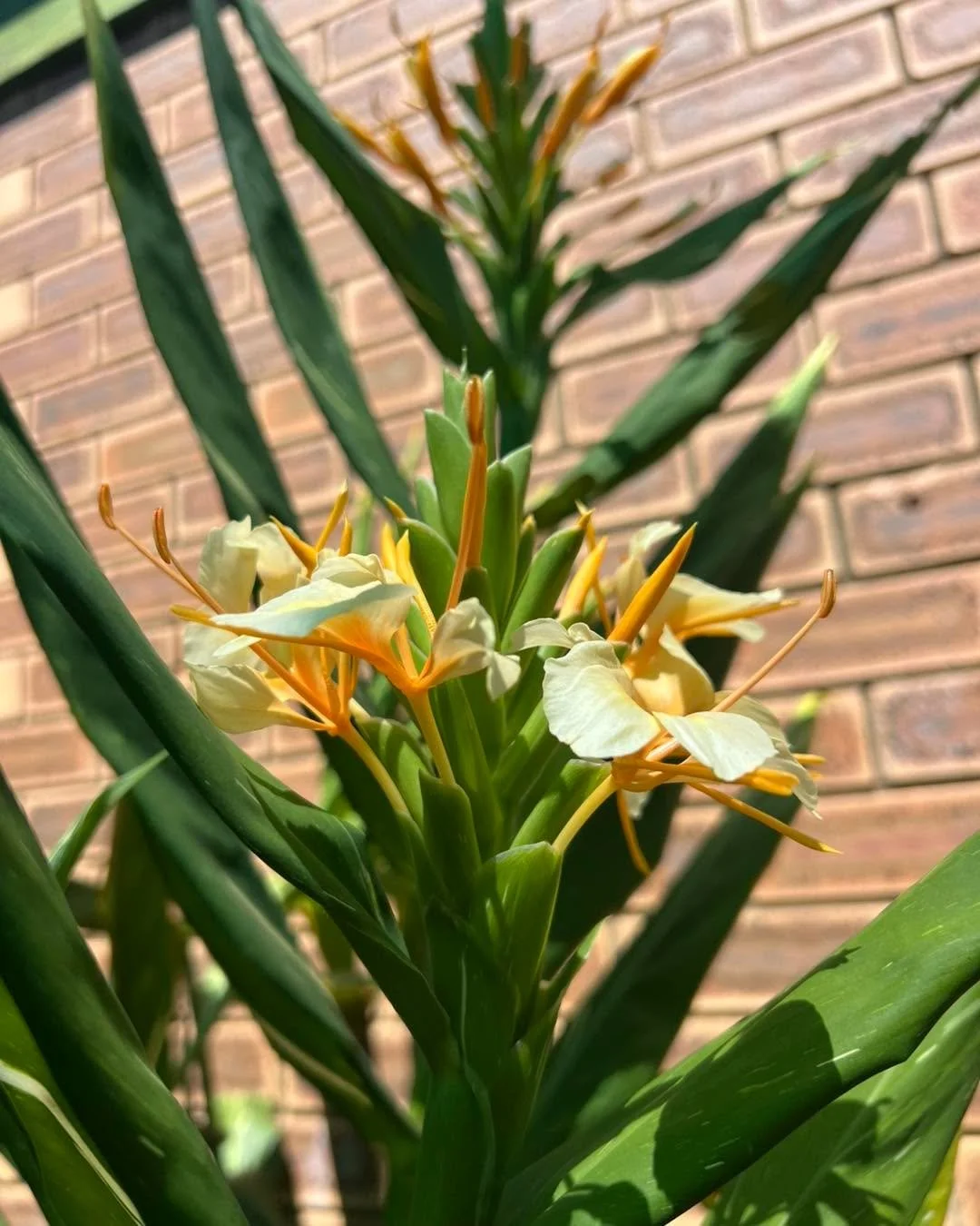 February is the month of love.
But instead of hearts and roses, we&rsquo;re starting this month at Trevallan with something I truly love, scented plants!

Today&rsquo;s love letter goes to Hedychium &lsquo;Dr Moy&rsquo;.

If you&rsquo;ve ever walked 