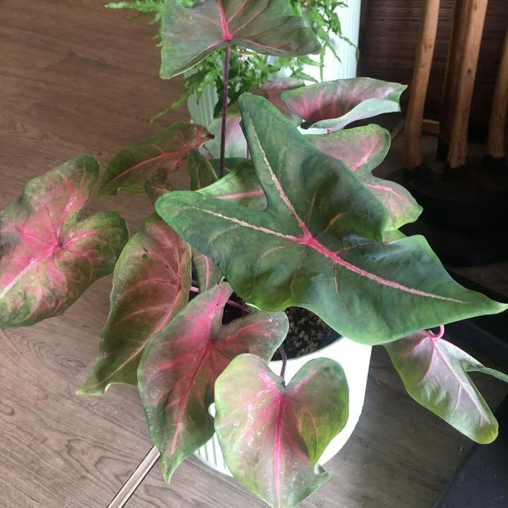 Today&rsquo;s love letter

Today&rsquo;s love letter is to one of my favourite plants (it&rsquo;s officially on the love list because its leaves are shaped like hearts).

Caladiums.

Little bursts of joy that arrive quietly&hellip; and then steal you