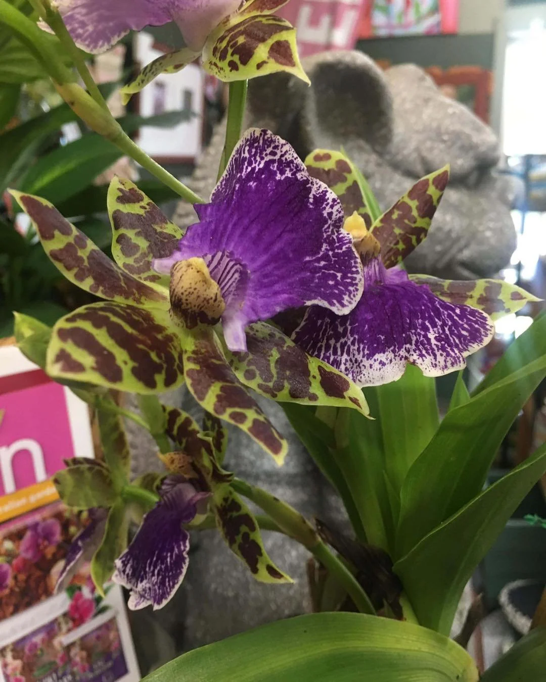 Today&rsquo;s love letter is addressed to Brian.

Brian delivery days always make my heart skip a beat.

He shows up with trays of the best-looking orchids, and I know without even looking that there&rsquo;ll be something a little different tucked in