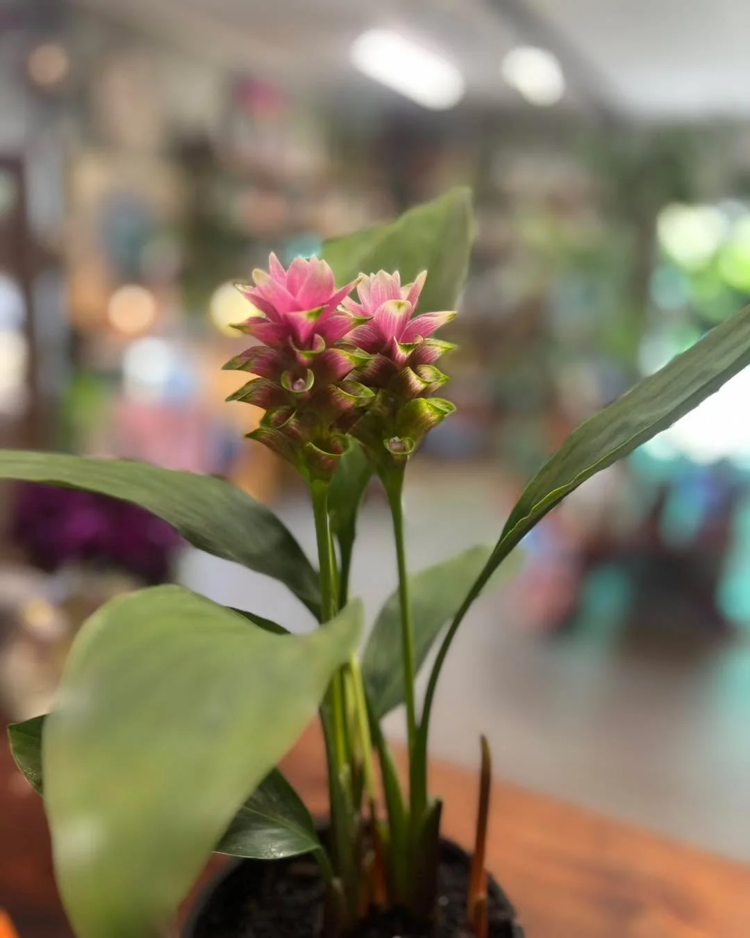 Ahhh February how I am loving you. Especially days like today, spent outside rearranging because the plants just kept arriving. 

I love a good rearrange. Movement shifts stagnant energy and even in the heat it was such a pleasure seeing so many fres