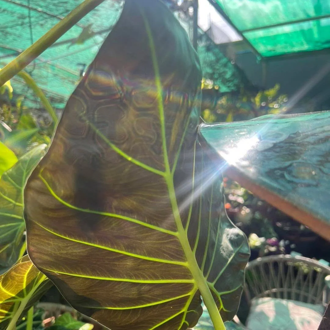 Today&rsquo;s love letter is to Alocasia.

Alocasias over the years have become a must have indoor plant, but here&rsquo;s the funny thing. I personally can&rsquo;t grow Alocasias inside. Spider mites seem to find them faster than I can say &ldquo;hu