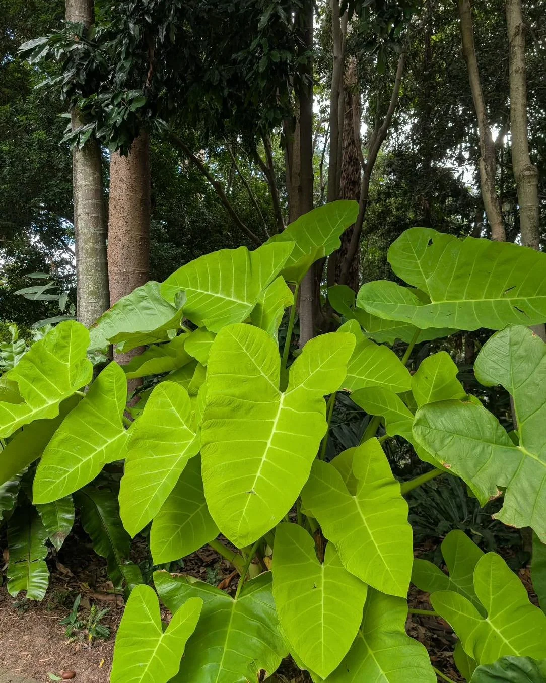 February Love 

You know what I love? When my partner sends me sexy photos of Plants. Like he&rsquo;s out and about doing his job and he sees an awesome plant and wants to share that moment with me&hellip; I then proceed to use that picture for marke