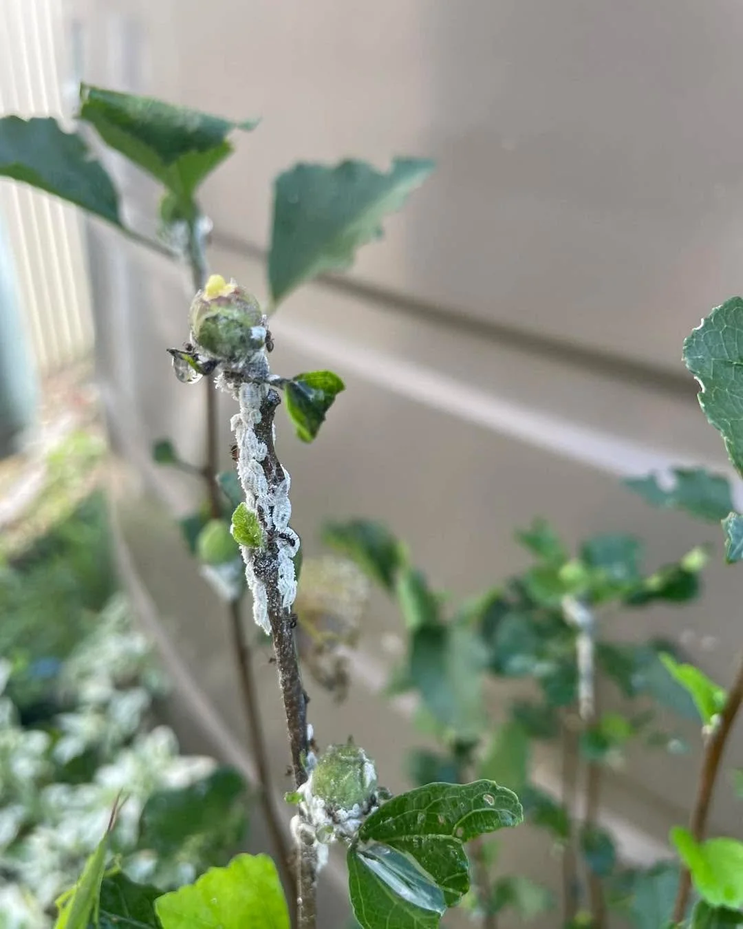 A lovely customer sent me these brilliant photos, and they show exactly what can start happening when a plant is already under stress.

These white fluffy clusters are sap-sucking insects. They feed by sucking sap from the plant, weakening new growth
