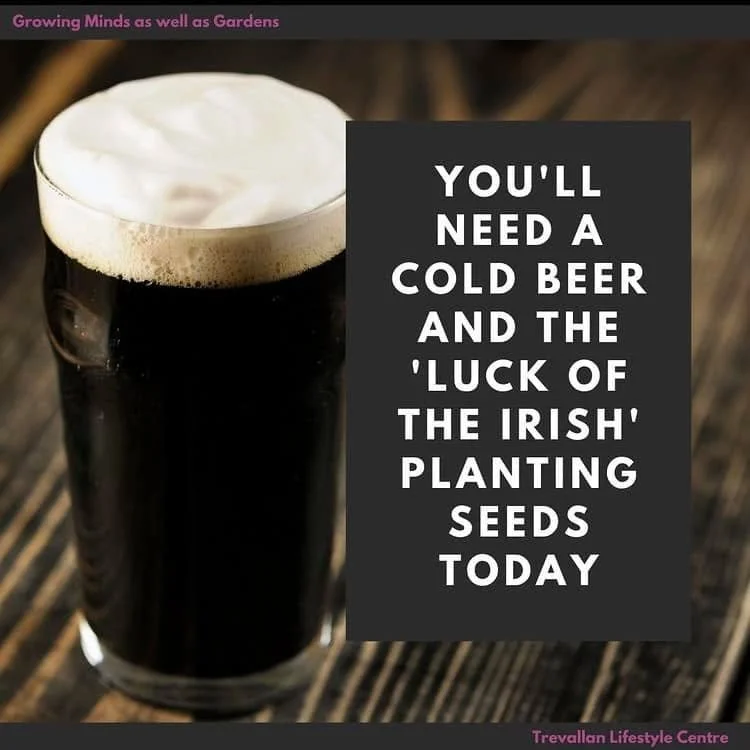 I always love discovering how gardening traditions began. With it being St Patrick&rsquo;s Day, I found myself revisiting, "why do we drink Guinness and plant sweet peas at the same time?" 

St Patrick&rsquo;s Day, celebrated on 17 March, h